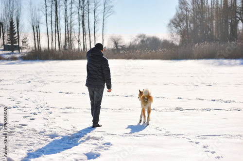 Horizontal photo of red akita inu dog and his owner walking on nature at winter. Rear view