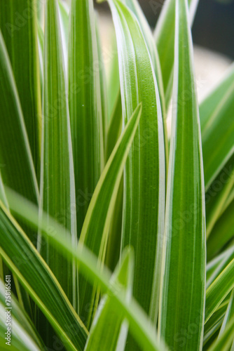 close up of Carex morrowii, tanaman mirip rumput milik keluarga Cyperaceae photo