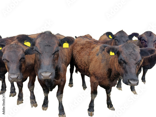 Fotografi Group of young black angus cows