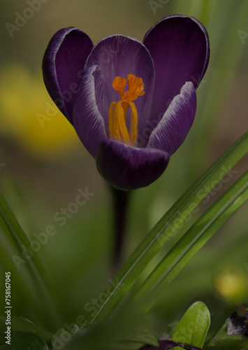 Purple crocus flower 