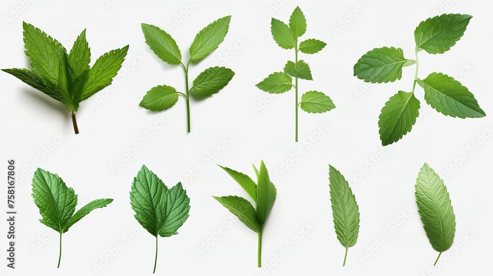 Collection of Fresh Mint Leaves Cut Out - 8K Resolution

 - obrazy, fototapety, plakaty 