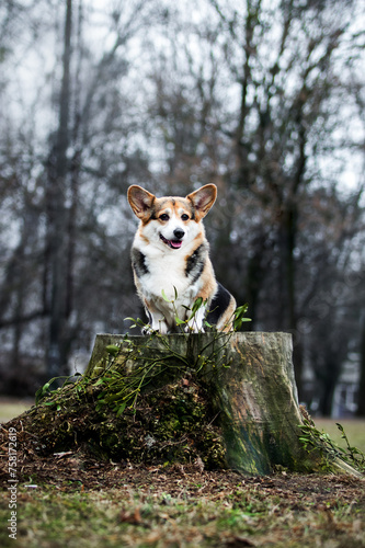 adult welsh corgi dog sitting on a stump