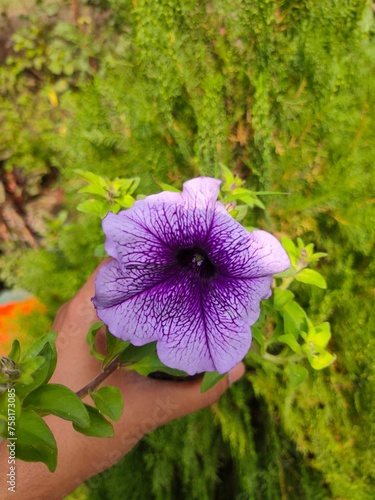 flowers in the garden
