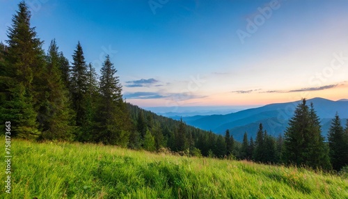 summer evening on the edge of a coniferous forest in the mountains serene green landscape in the carpathian mountains
