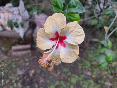 Cream color Hibiscus  flower