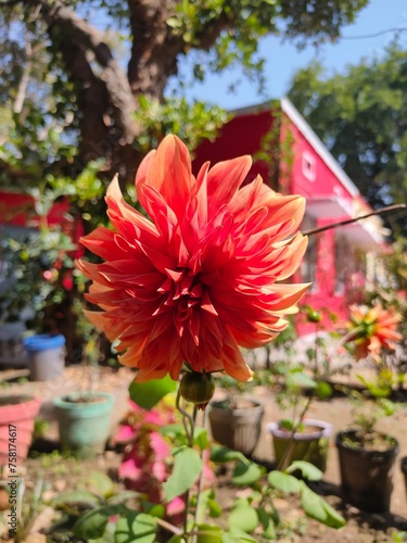 red dahlia flowers