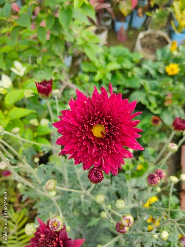 red and yellow flowers