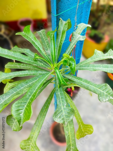 close up of a nagchampa leaf