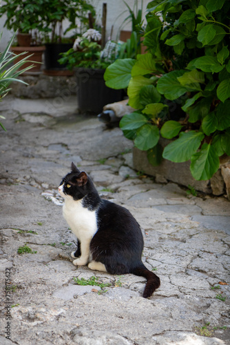 Lovely black and white stray cat in the city of Kastav, Kvarner Bay, Primorje -Gorski Kotar, Croatia
