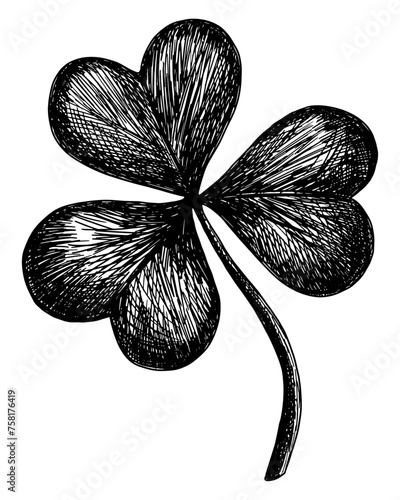 shamrock clover leaf isolated hand drawn sketch irish symbol luck folklore botanical line art vector illustration