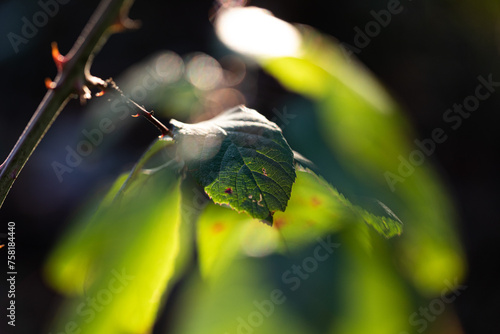 vista macro di foglie verdi di una pianta, illuminate dal sole, su sfondo scuro e sfuocato