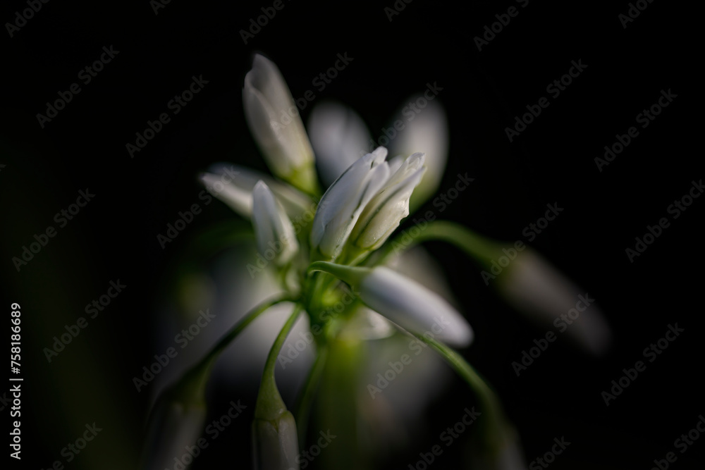 Wild white bell flowers Wild white bell flowers