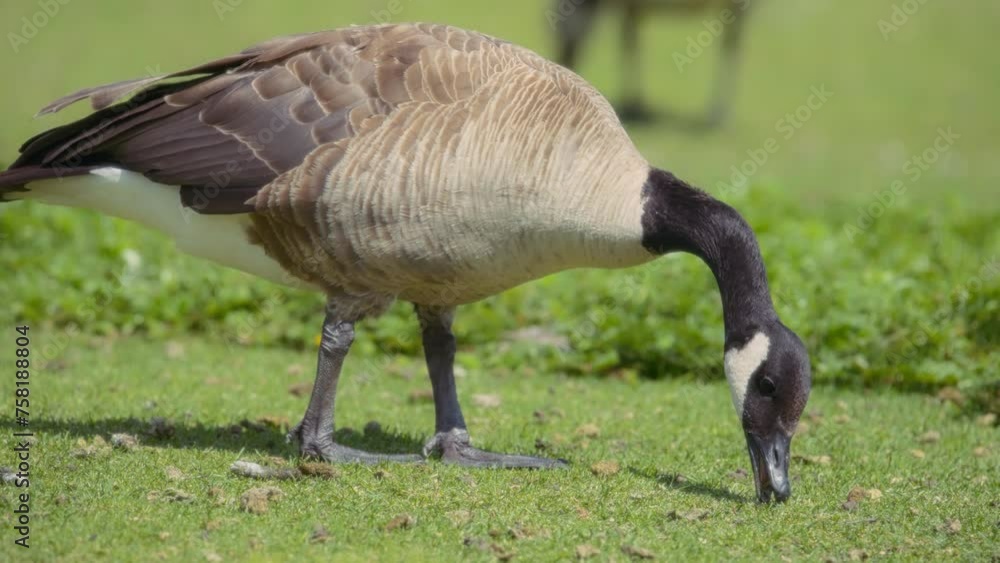 Close up of Canada goose eating grass in the park. Slow motion. Close up of Canada goose eating grass in the park. Slow motion.