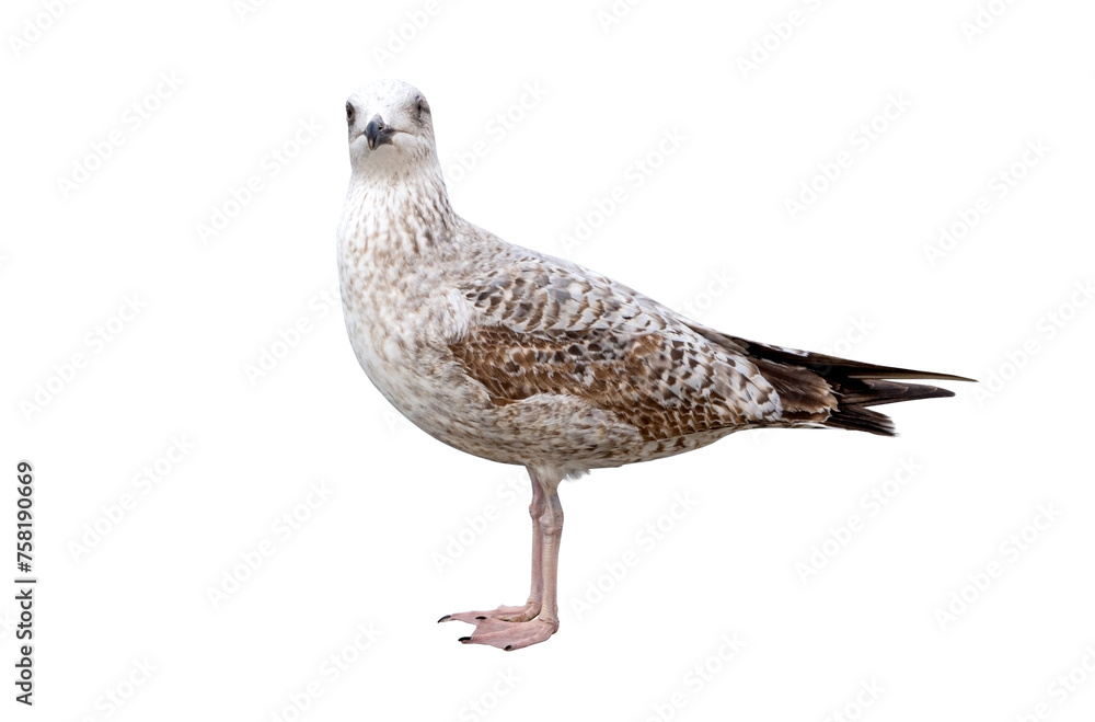 Obraz premium White and grey seagull