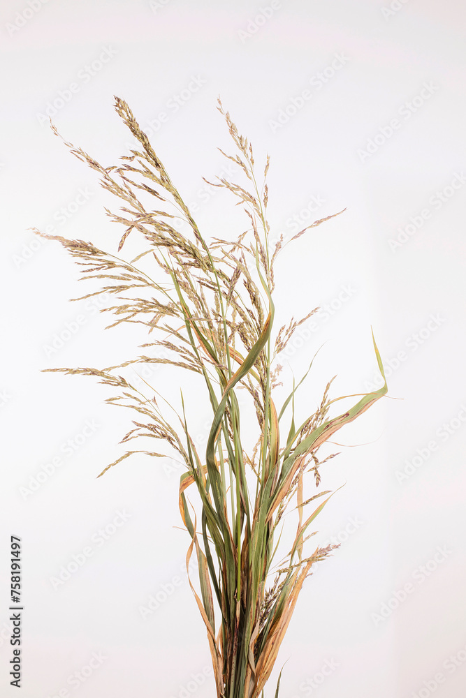 Naklejka premium Close-up of dry wild grass tussock isolated on white background. Sorghum halepense with seeds perennial herbaceous plant