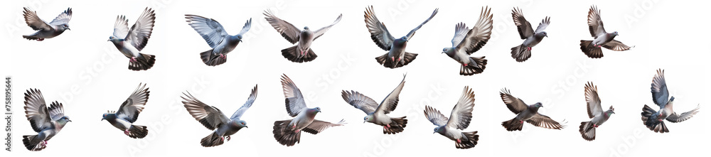 bird flying on white isolate background bird flying on white isolate background