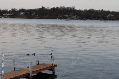 Ducks on the lake photo