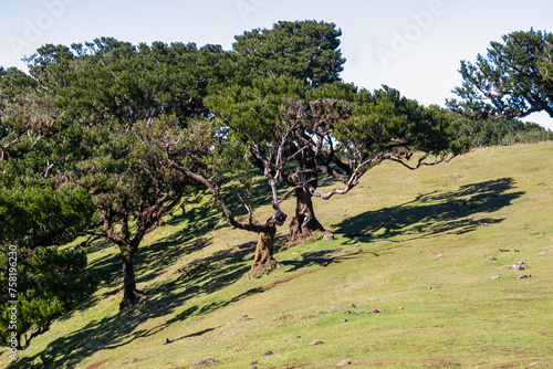 Evergreen laurel trees (Ocotea foetens) in ancient subtropical Laurissilva forest of Fanal, Madeira island, Portugal, Europe. Idyllic hiking trail on lush green meadow on sunny day with clear blue sky photo
