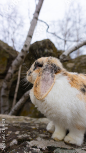 Cute Bunny