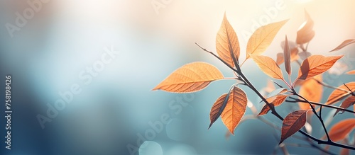 Vibrant Autumn Leaves Cascade Against Softly Blurred Background in a Serene Fall Setting