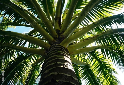 Vue insolite : palmier vu en dessous © Studro Design