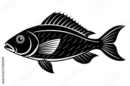 Fish vector illustration © CreativeDesigns