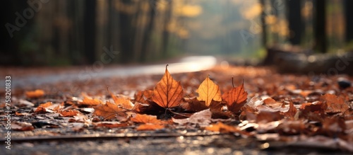 Tranquil Path Blanketed with Autumn Leaves - Peaceful Walk in Nature