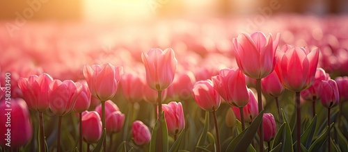 Vibrant Pink Tulips Blooming Brightly in a Lush Field of Spring Beauty