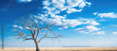 Solitary Tree Standing Tall in Arid Grassland Under Bright Blue Sky