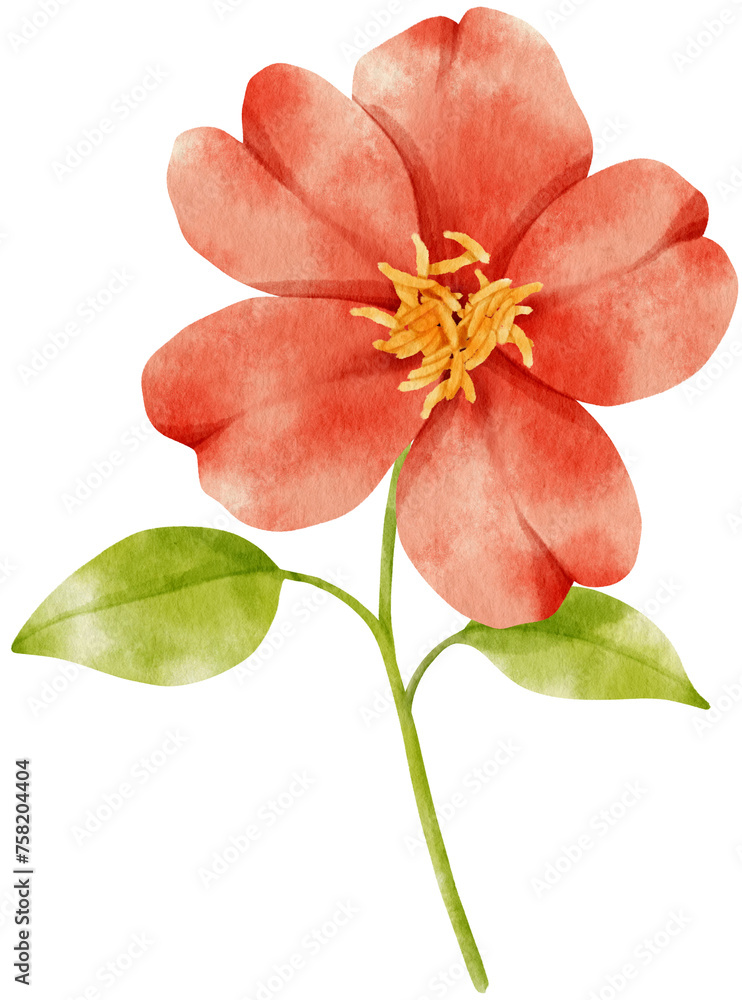 Fototapeta premium Red flowers watercolor illustration