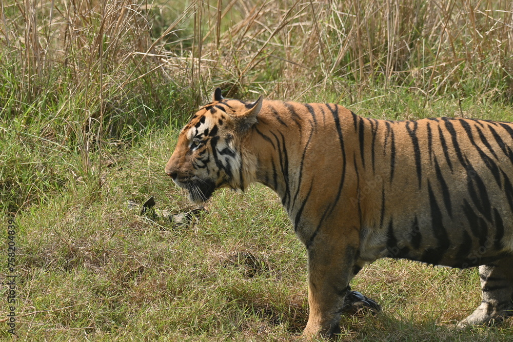 A big muscular male tiger passing through grassland of Tadoba National Park A big muscular male tiger passing through grassland of Tadoba National Park