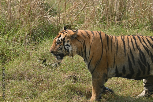 A big muscular male tiger passing through grassland of Tadoba National Park 