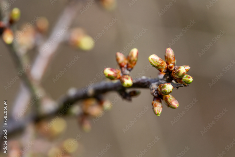 Bourgeons d'Aubépine Bourgeons d'Aubépine