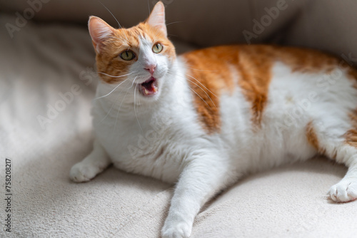 brown and white cat with yellow eyes yawning. close up © magui RF