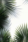 Palm leaves arranged against a white wall. Perfect for tropical themed designs