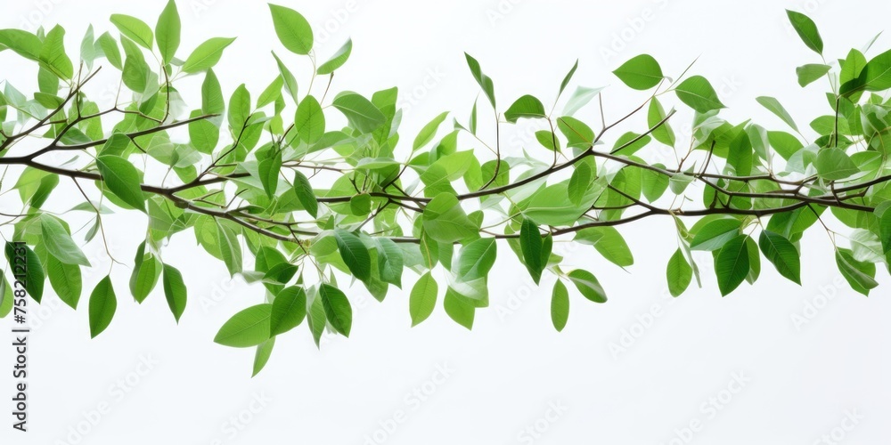A branch of a tree with lush green leaves, suitable for nature-themed designs A branch of a tree with lush green leaves, suitable for nature-themed designs