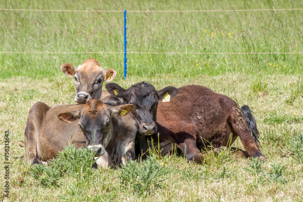 cute brown calves lying down together in the meadow cute brown calves lying down together in the meadow