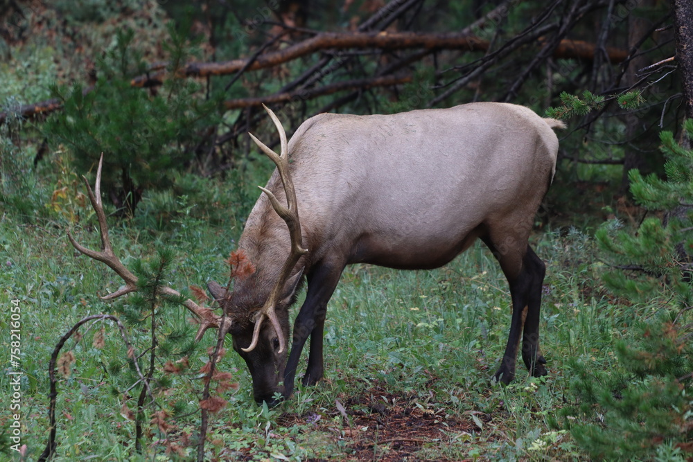 A huge majestic elk eating in a woodland meadow A huge majestic elk eating in a woodland meadow