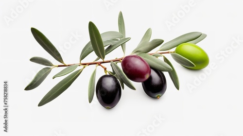Olive branch with ripe and delicious olives cut out.  