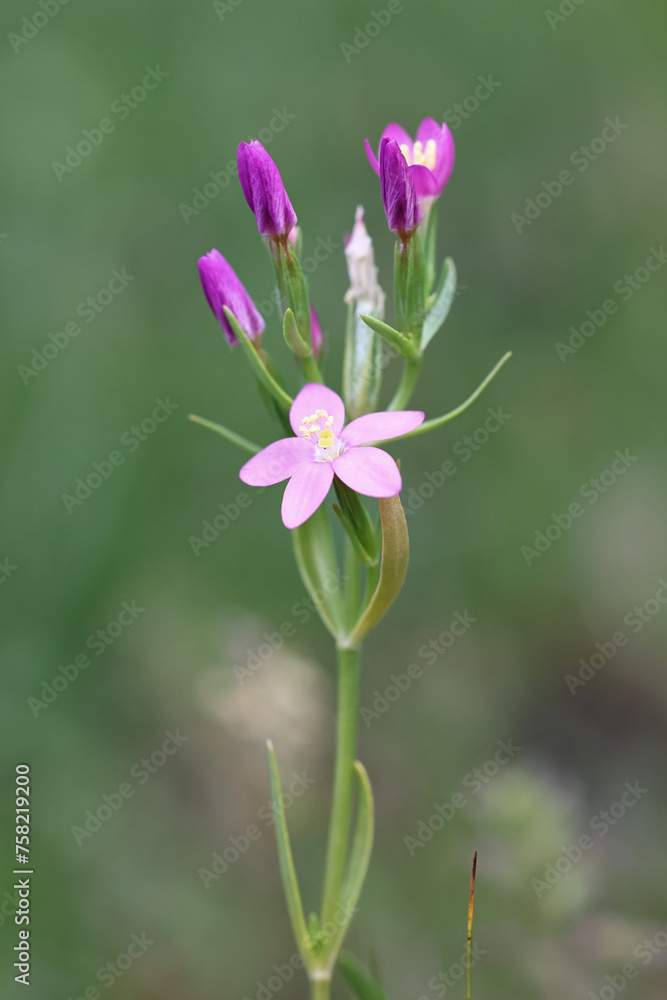 Centaurium littorale, commonly known as Seaside Centaury, wild flowering plant from Finland
