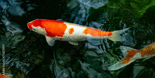 A koi swims on the surface of a pond photo