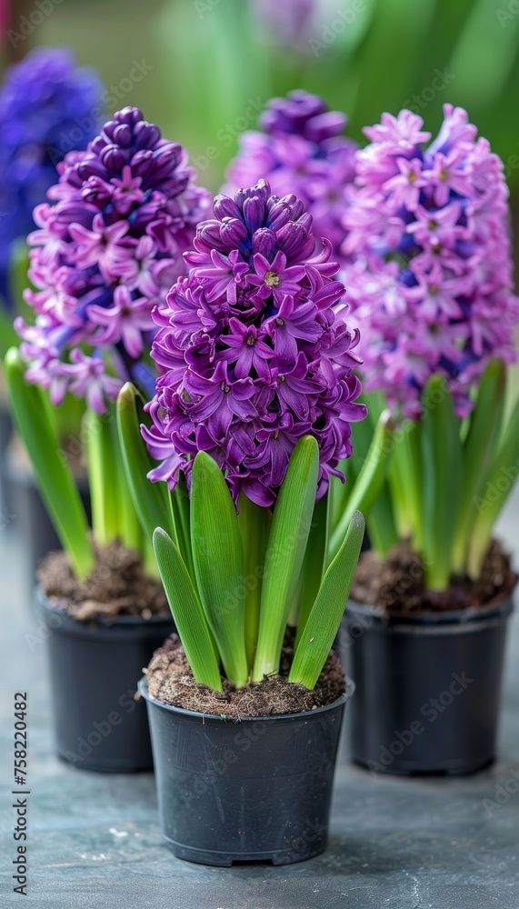 Fototapeta premium Vibrant hyacinth flowers in pots against a blurred background with space for text placement