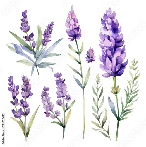 Watercolor Drawing Vector of a Collection lavender flower purple  isolated on a white background  Painting Illustration  Graphic clipart.