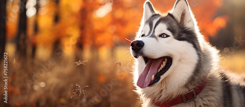 Energetic Canine with Playf...