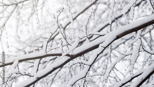 Winter background - snow-covered branches of a deciduous tree