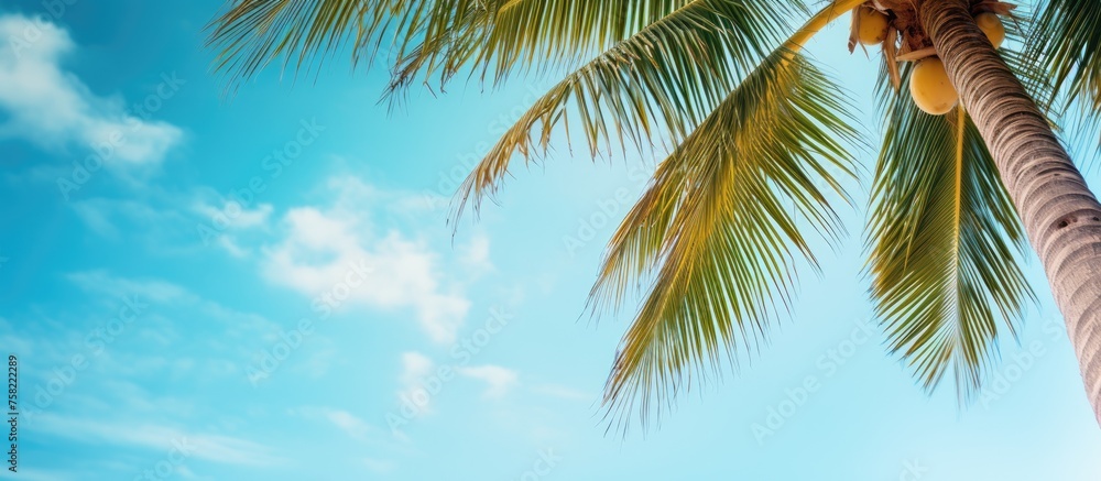 Serene Palm Tree Standing Tall Against a Clear Blue Sky on a Tropical Beach Paradise Serene Palm Tree Standing Tall Against a Clear Blue Sky on a Tropical Beach Paradise