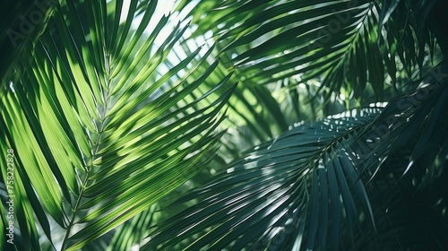 Close up of a palm leaf in a forest, suitable for nature backgrounds © Fotograf