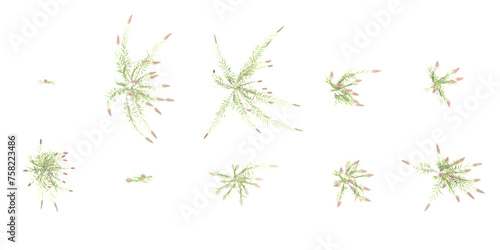 Beautiful False oat-grass view from the top as the background