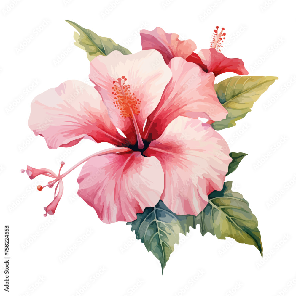 Watercolor Vector of hibiscus flower with leaves, Isolated on white ...