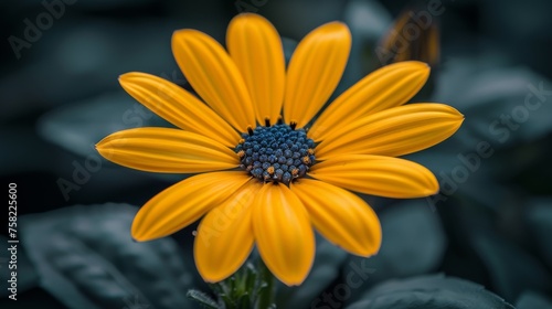  a close up of a yellow flower with a blue center and a black center on the center of the flower.